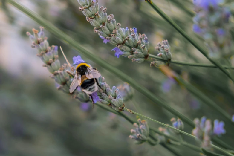 a bee on lavender flowers and plants with blurry background