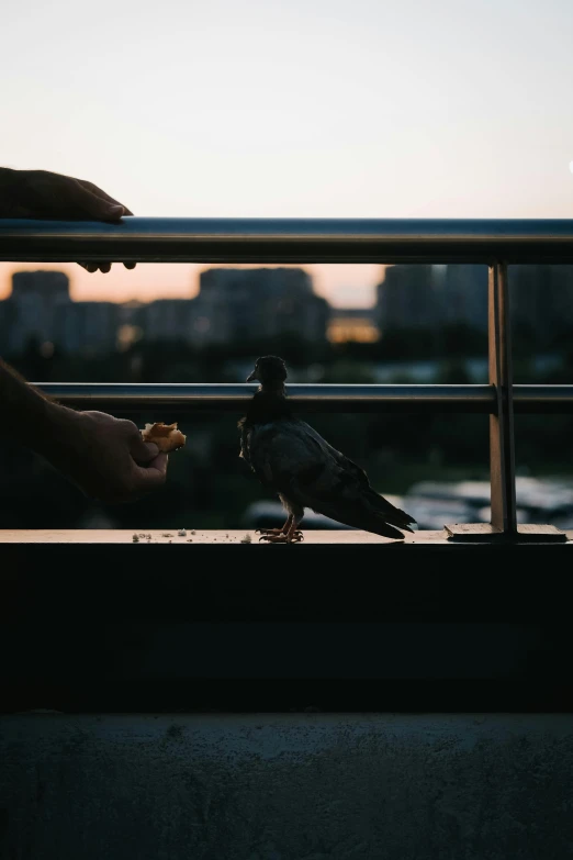 bird perched on railing next to hand with building in distance