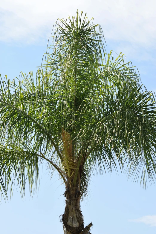 a green leafy plant growing up from a tree trunk