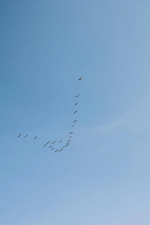 a flock of birds flying together across the sky