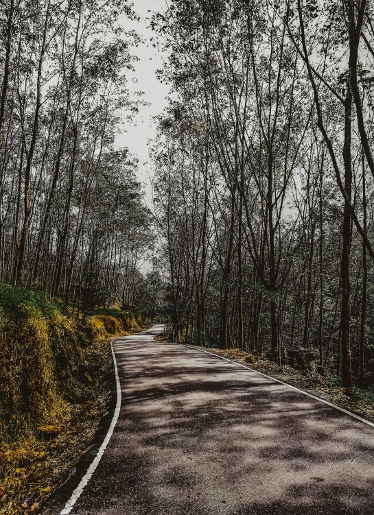 a road and trees in a barren wooded area