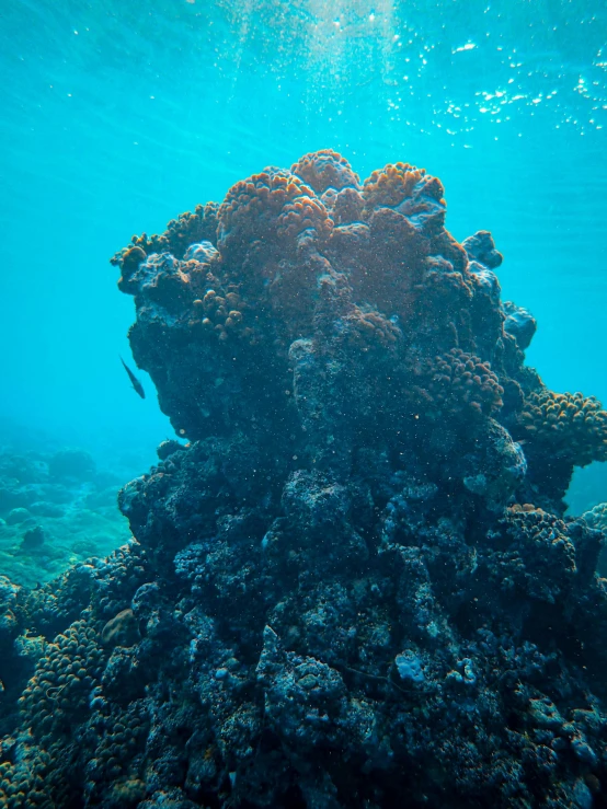 an underwater s of a coral reef and some fish