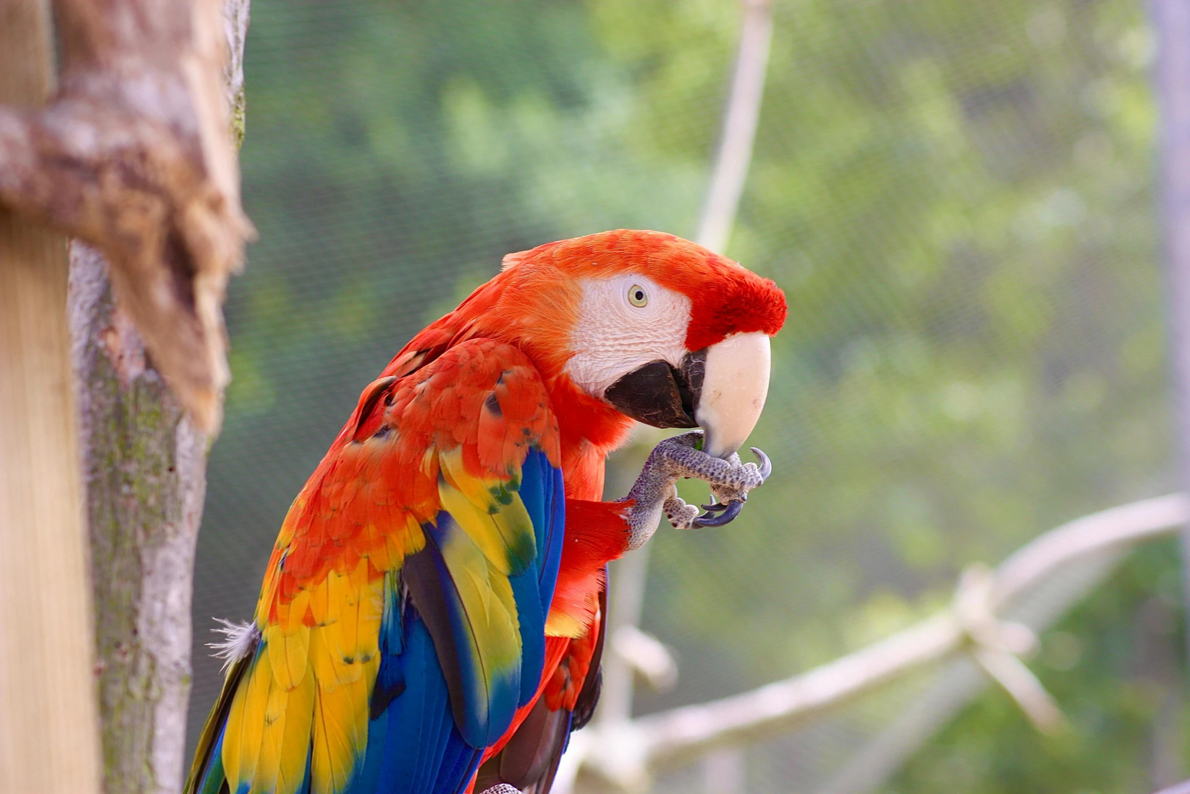 a colorful bird perched on a nch next to a fence