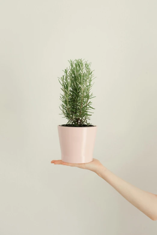 a hand holding a potted plant up to the ceiling