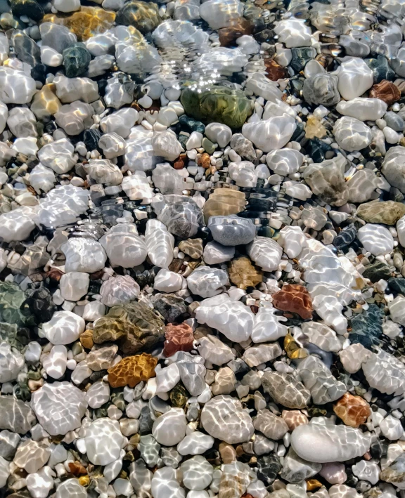 a beach that has different sea shells in it