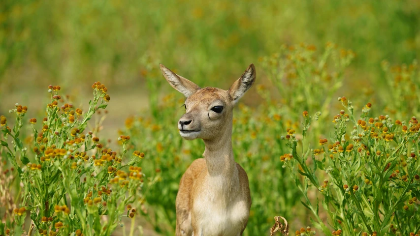 an animal that is standing in the grass