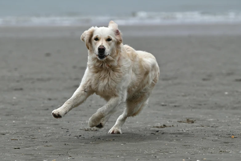 a dog is running on the beach with its mouth wide open