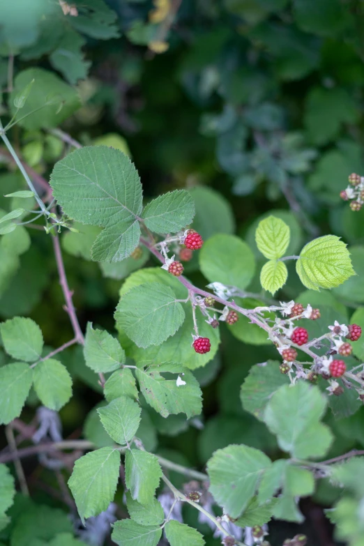 a green leafy bush with berries and leaves
