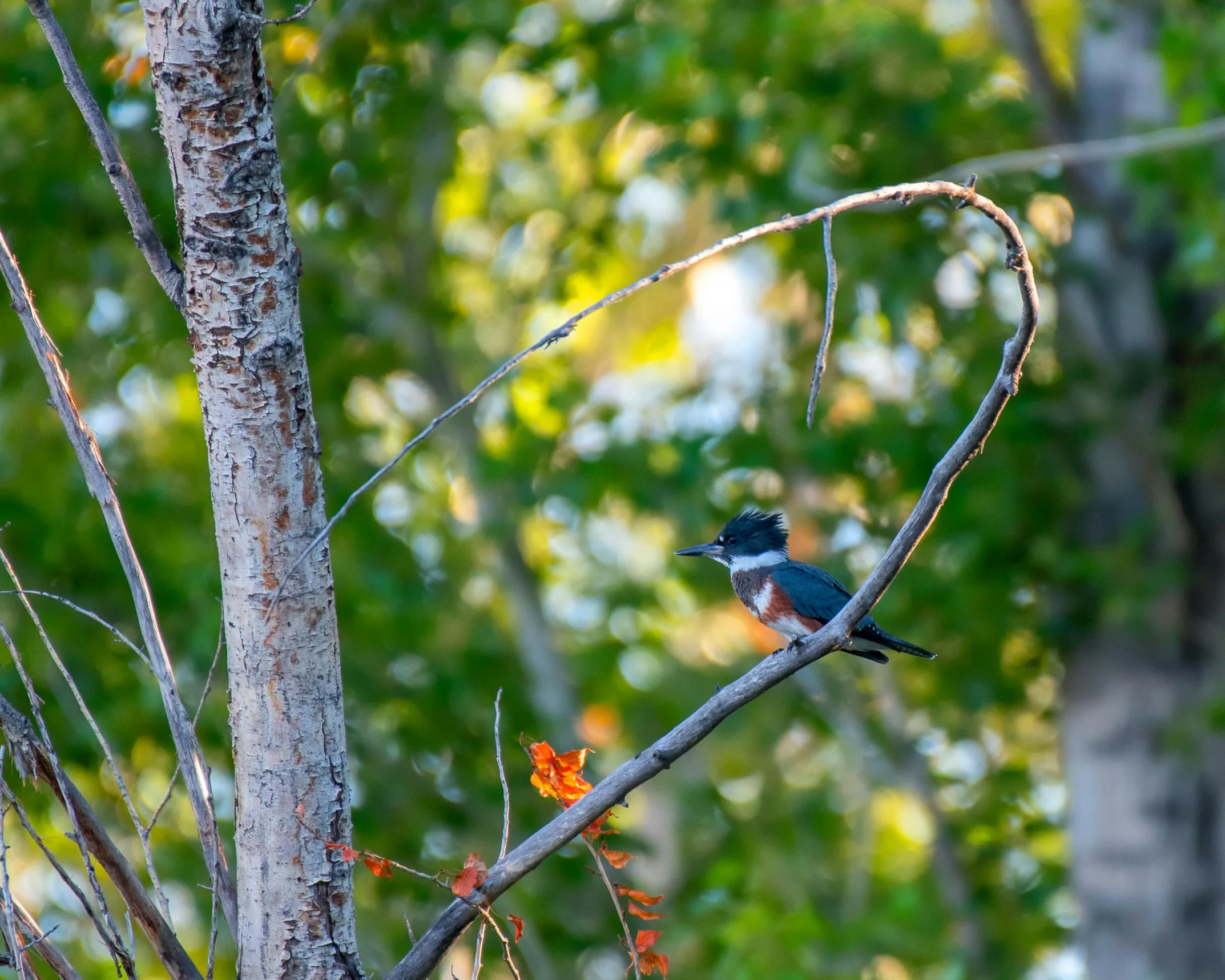 a small blue bird sitting on a tree nch