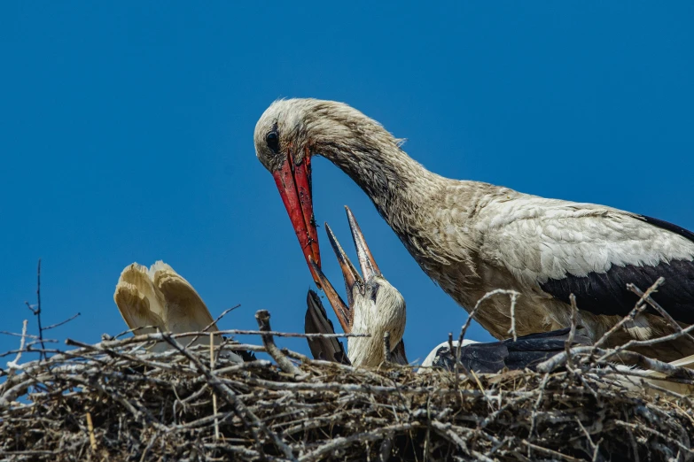 several birds stand on top of a nest together