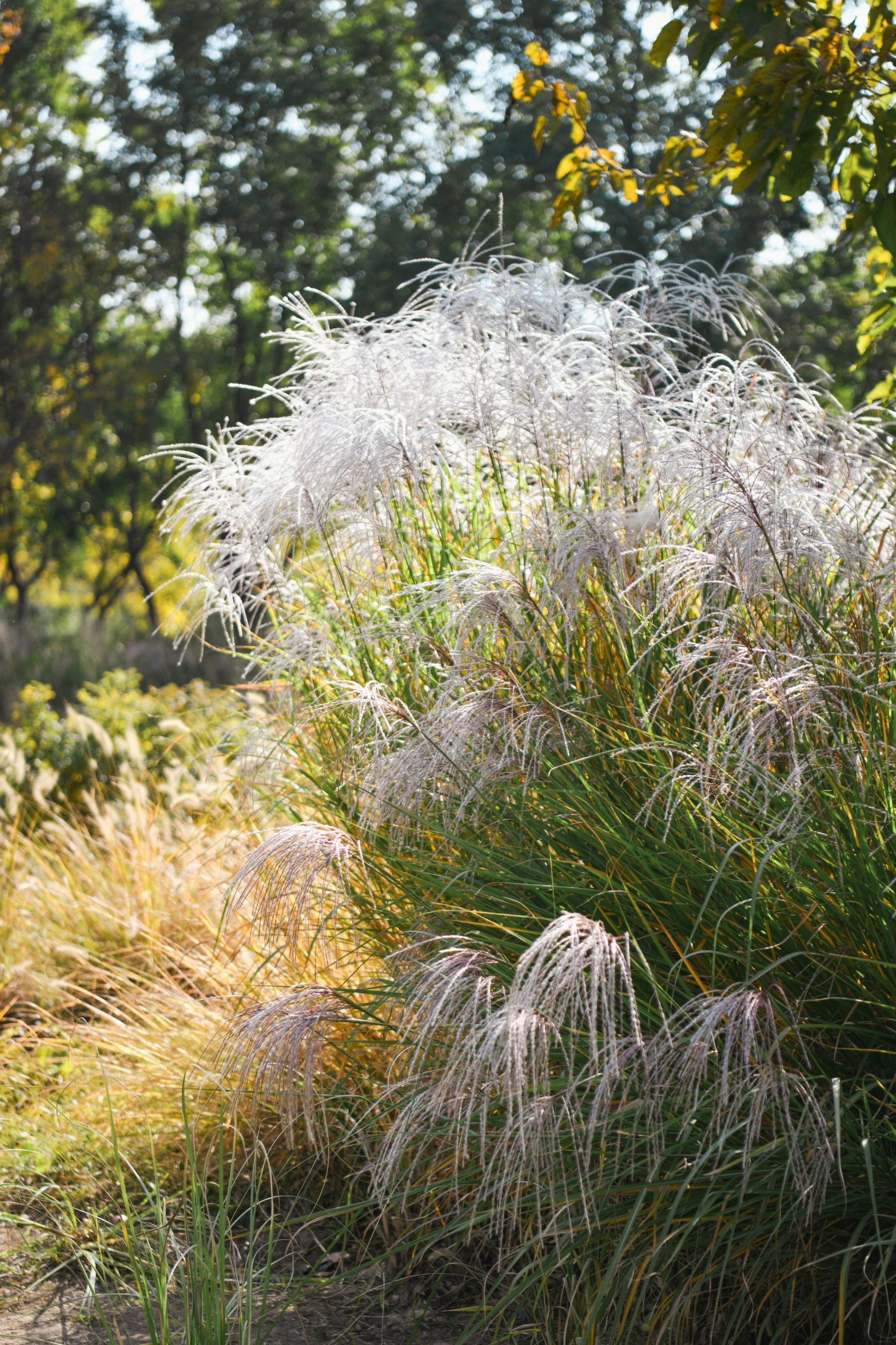 some plants in the foreground and trees in the background