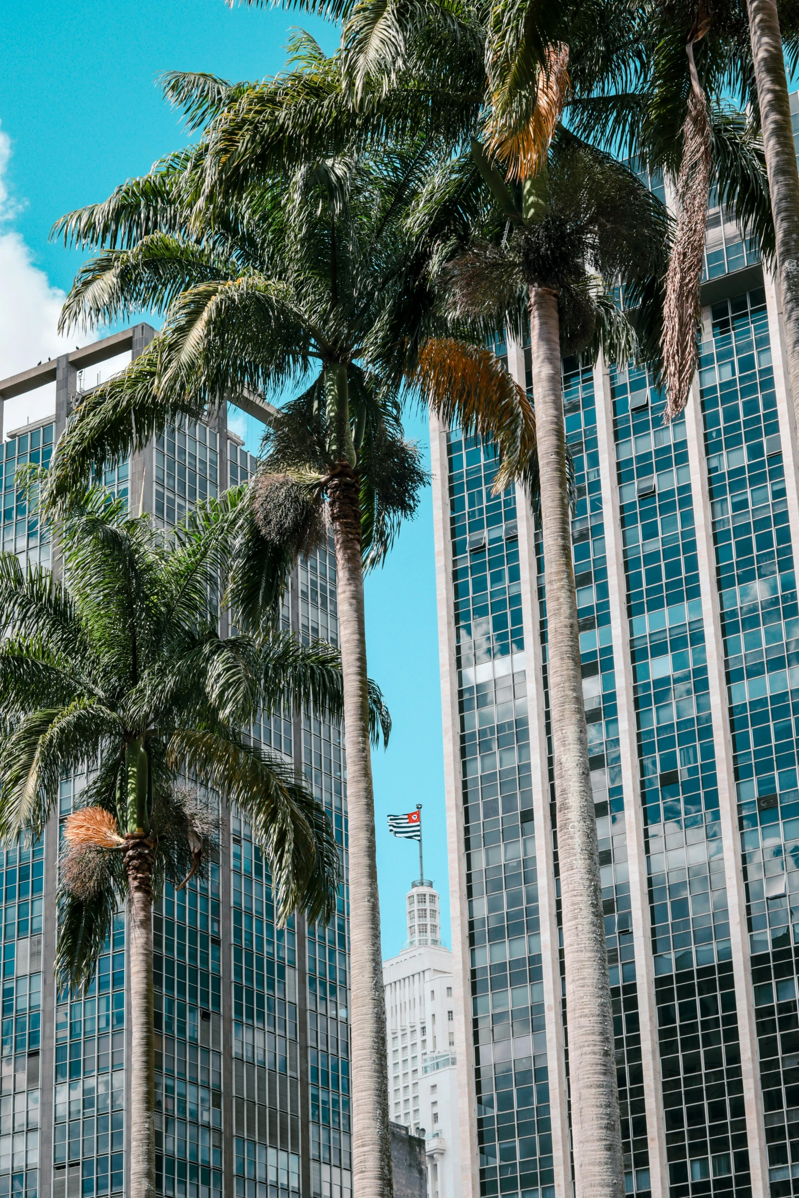 palm trees are hanging in a large city