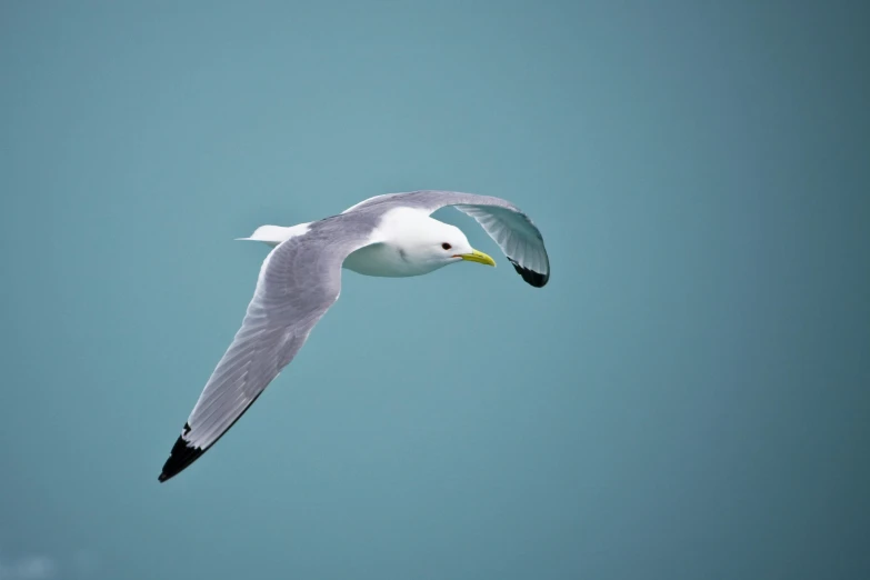 a large white seagull flying in the sky