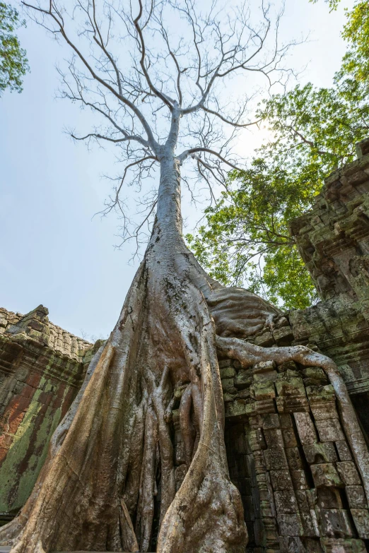 a large tree growing over the top of an old building