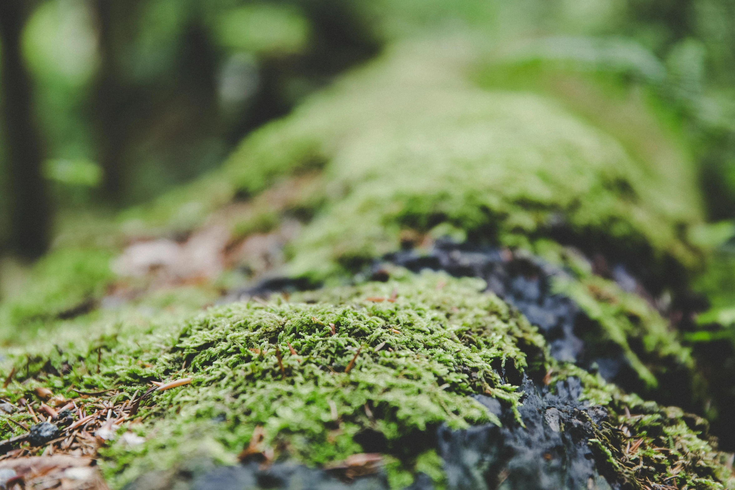 the moss growing is covering a log