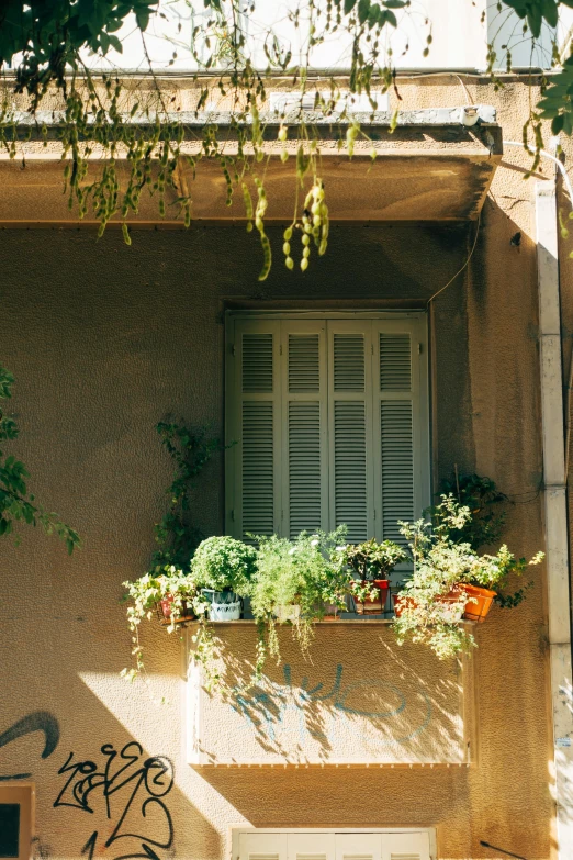 a window with some plants in it outside