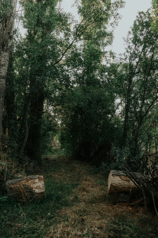 an empty bench in the middle of a wooded area