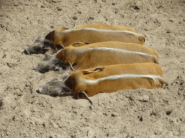 three young boars lay side by side on dirt
