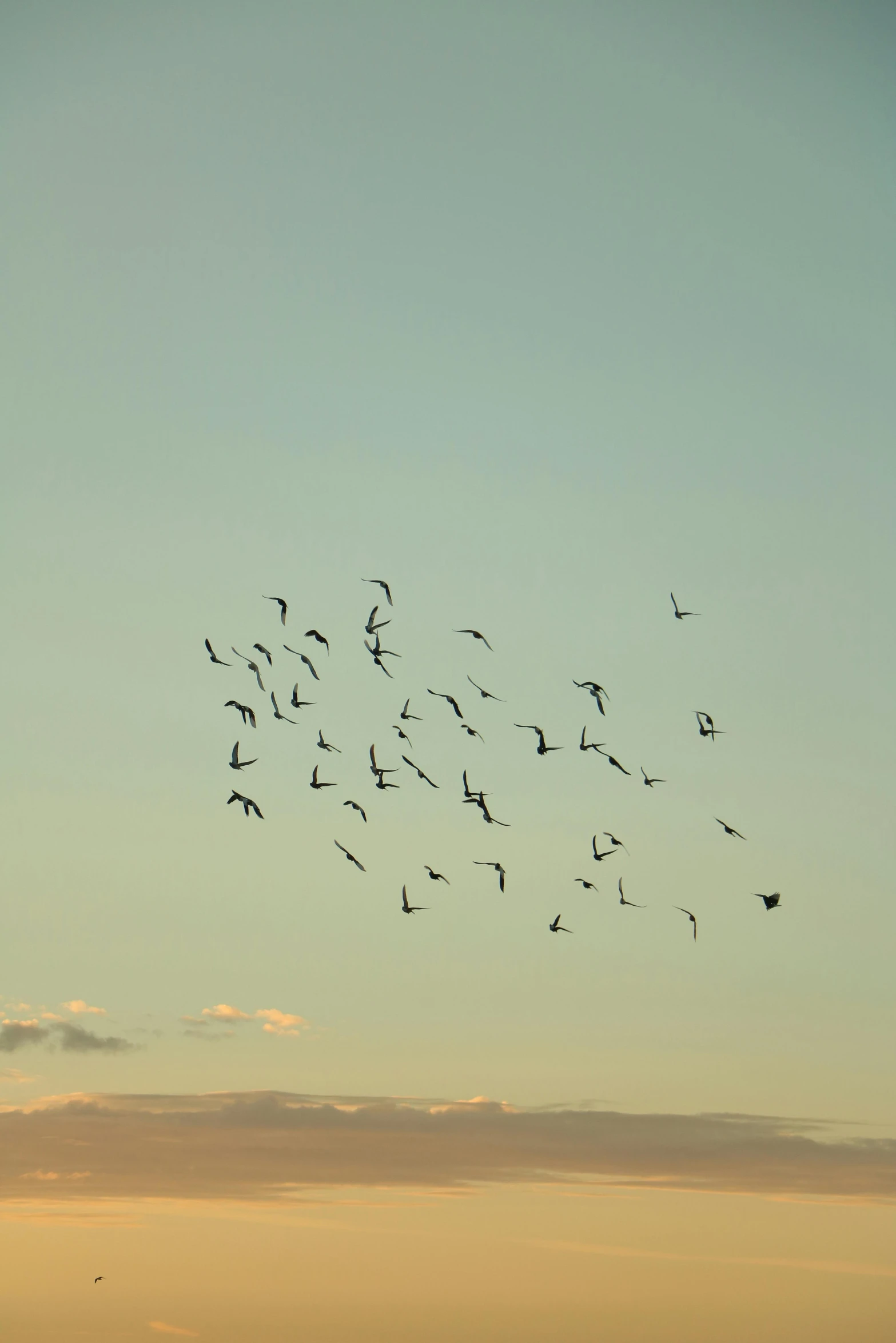 there is a large flock of birds flying above