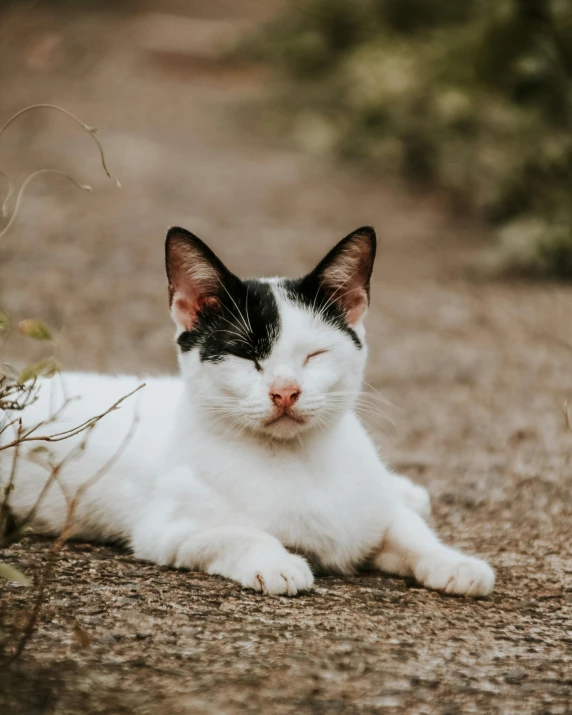 black and white cat laying down on the ground