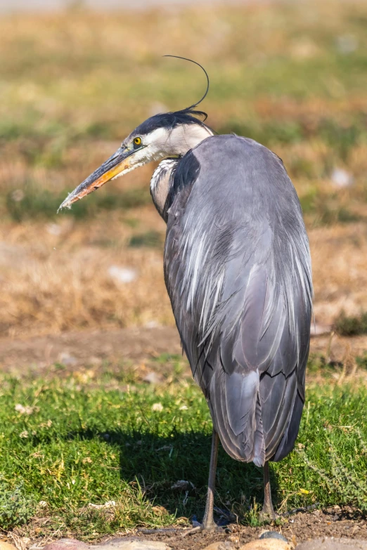 a large gray bird is sitting in the grass