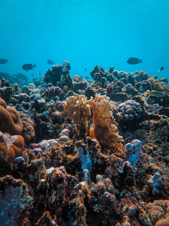 corals and fish on a colorful coral reef