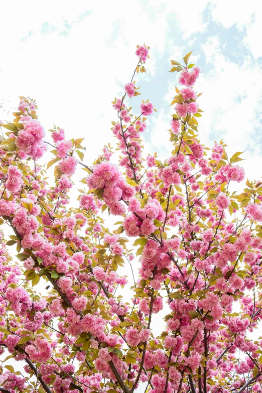 pink blossoms of flowers in the bush on a bright day