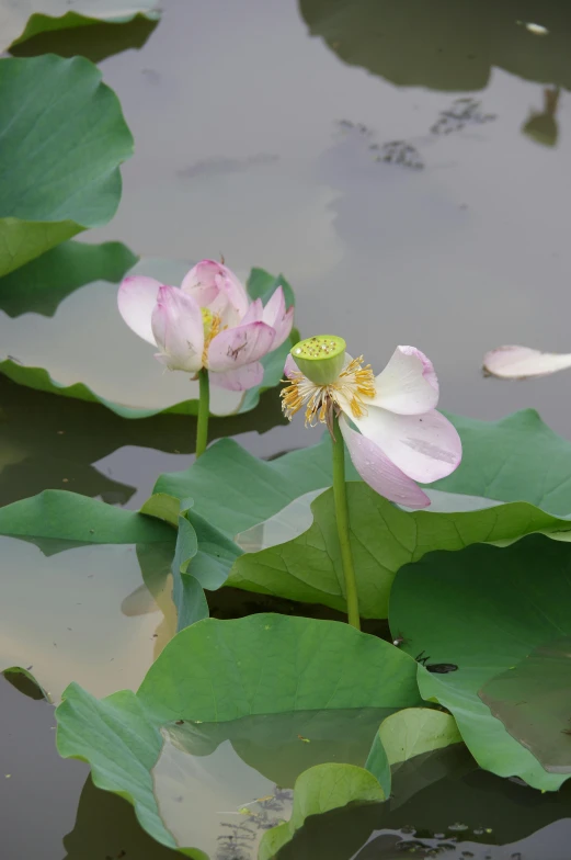 two pink lotus flowers are surrounded by green leaves