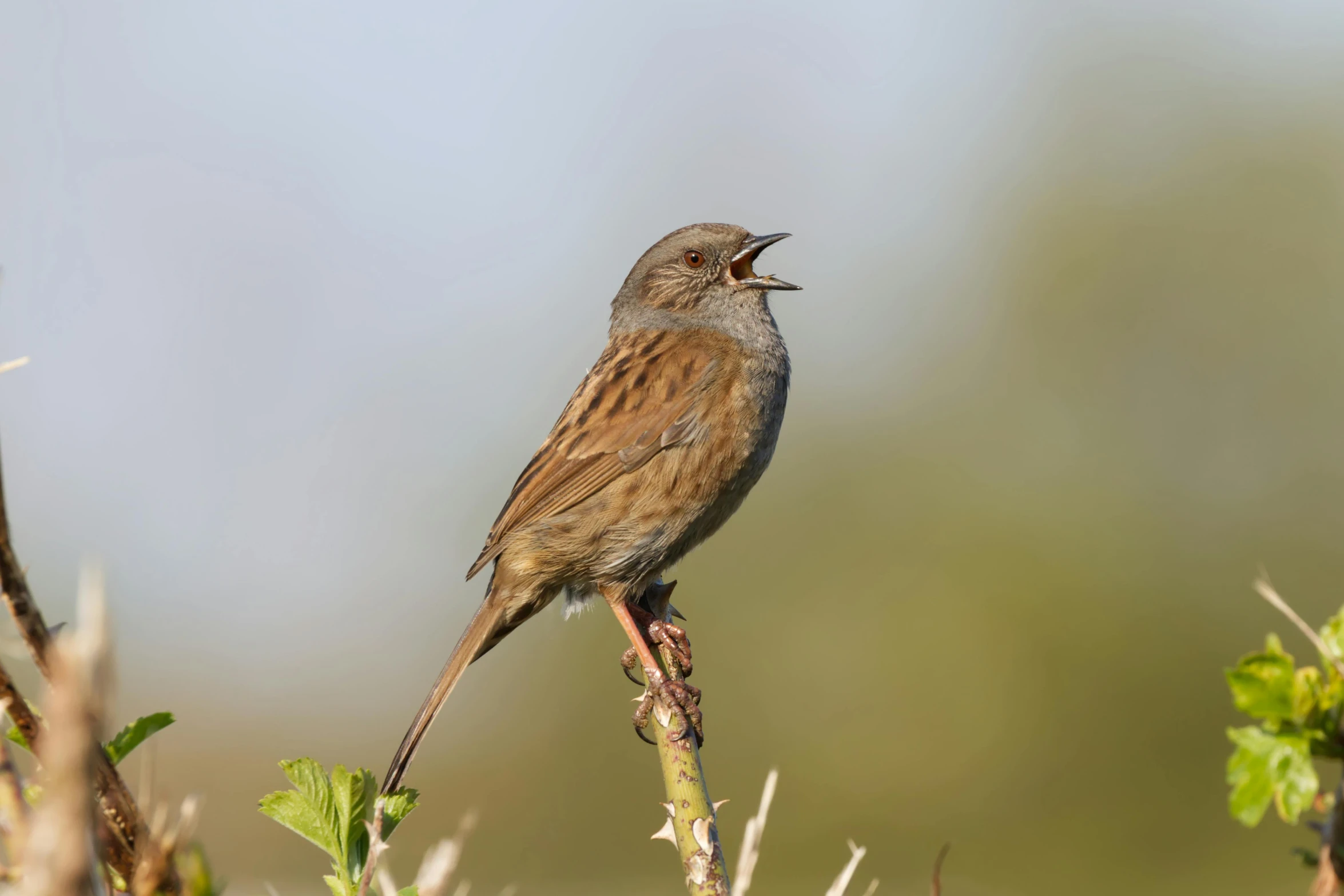 a bird that is perched on a nch with it's mouth open