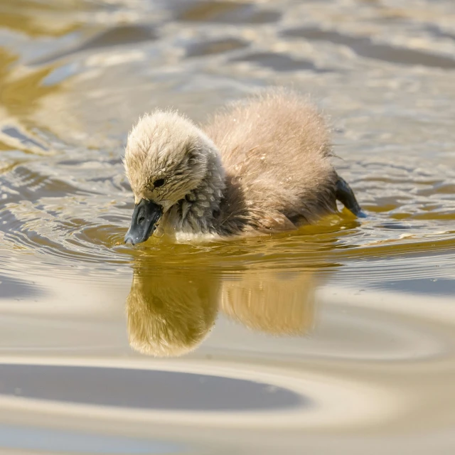 a bird swimming through a body of water