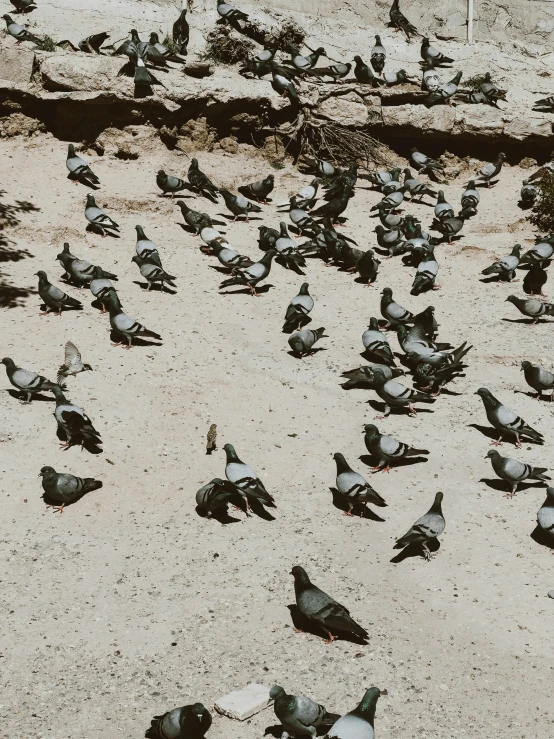 a large flock of birds sitting on the ground