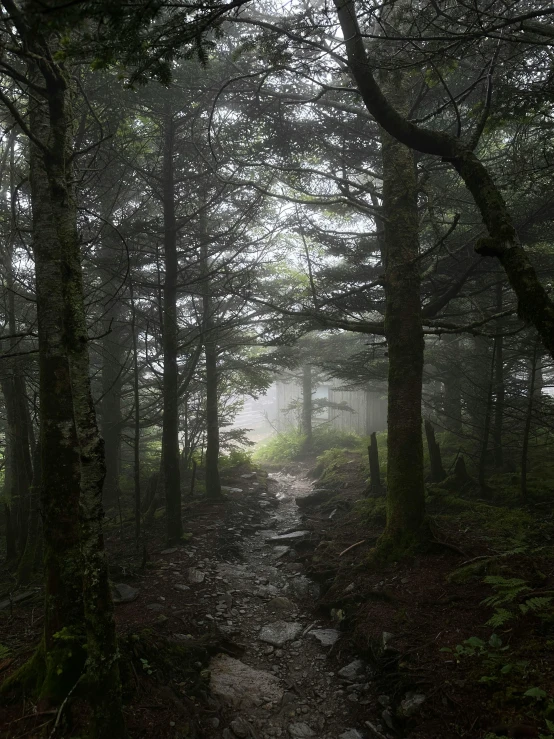 a path leads through a mysterious dark forest