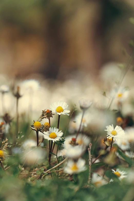 a bunch of daisies in a grass filled field