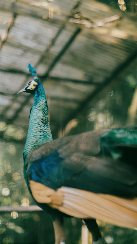 the peacock stands in an enclosure looking towards the camera