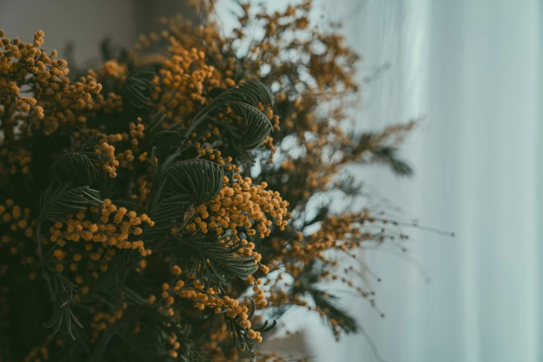 some flowers are arranged in a vase near the wall