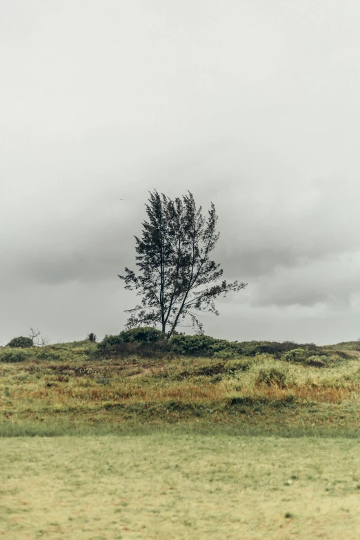 a lone tree on a cloudy day in a field