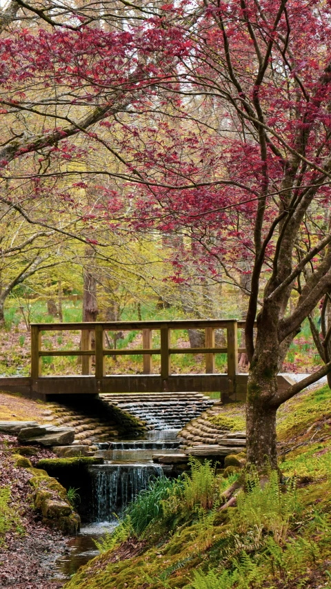 a bridge with a tree and water stream