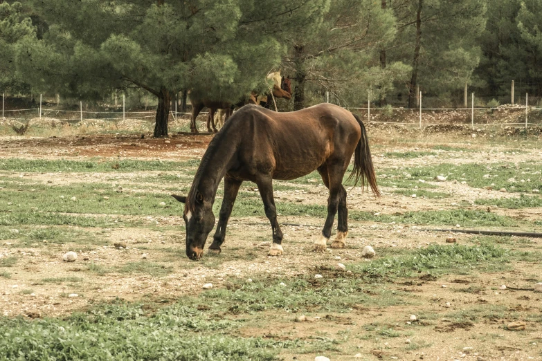 a horse standing on top of a grass covered field