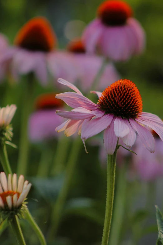 a couple pink flowers that are in the grass