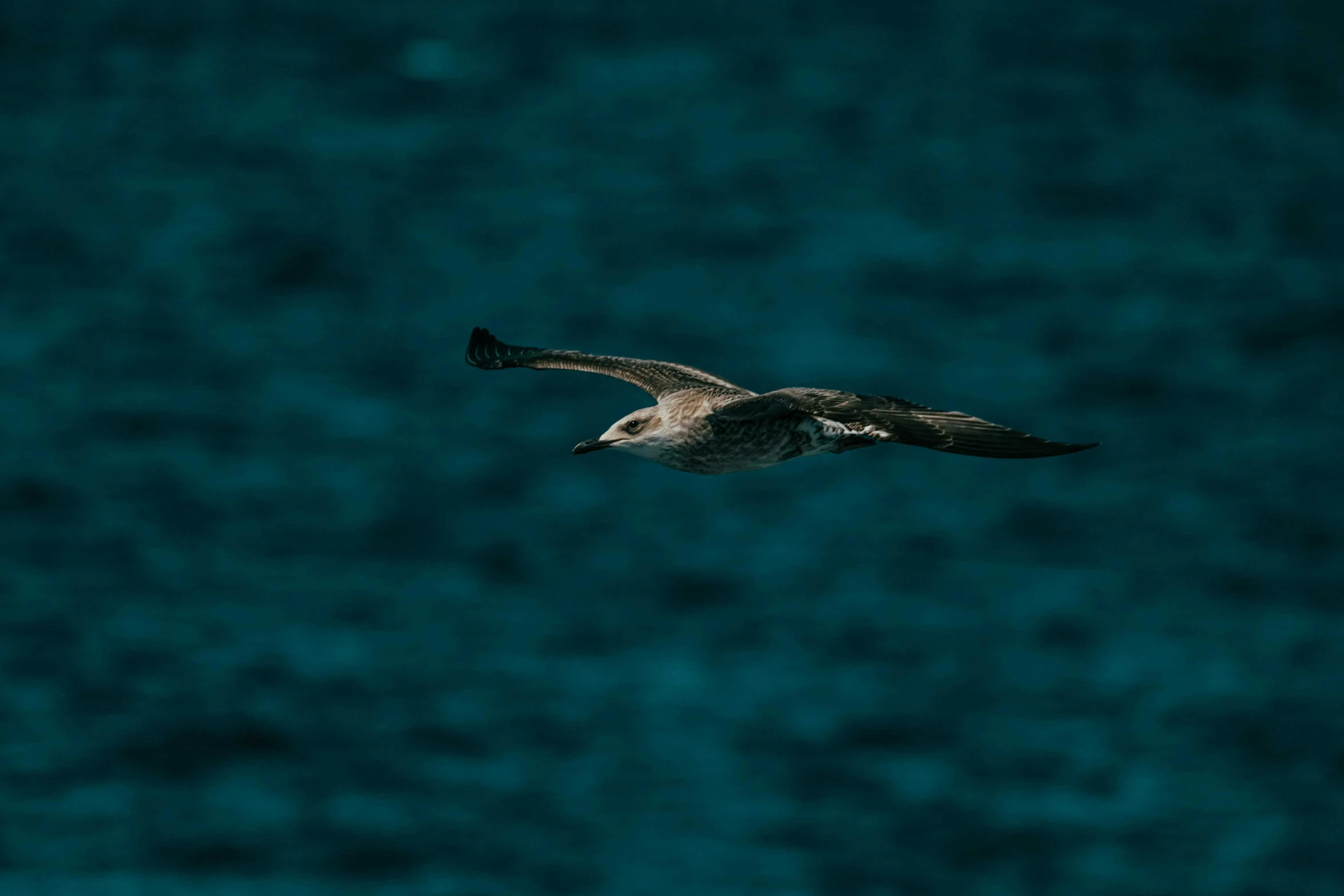 a single bird flying over the ocean