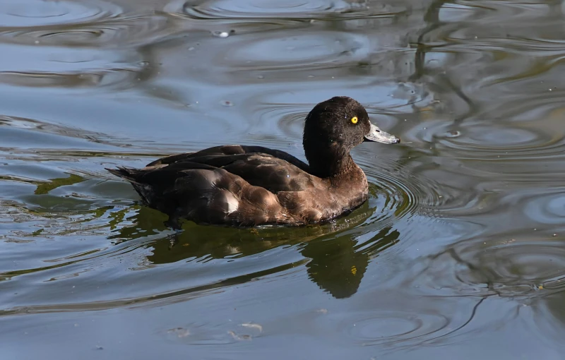 a duck in the water, floating or flapping its wings