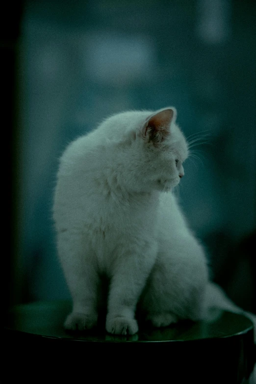 the kitten has white fur and is sitting on a small table