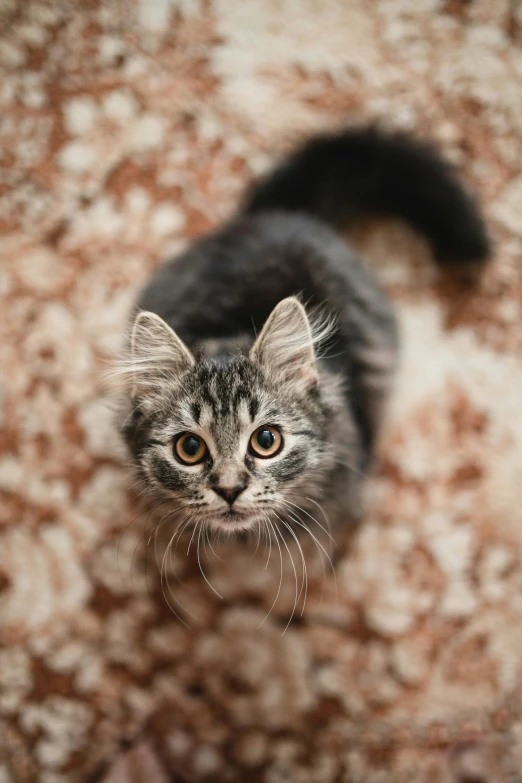 an adorable grey and black cat standing next to some stuff