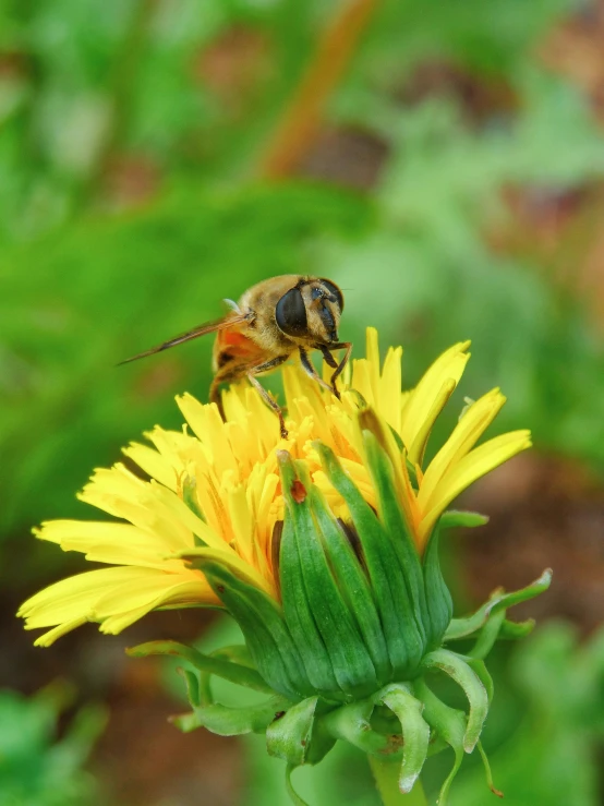 there is a small bee on the top of this flower