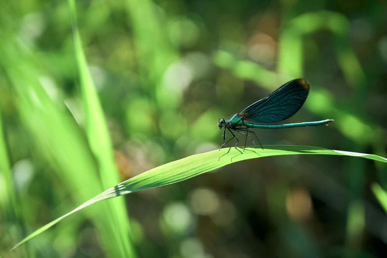 a small blue dragon sitting on top of a tall green leaf