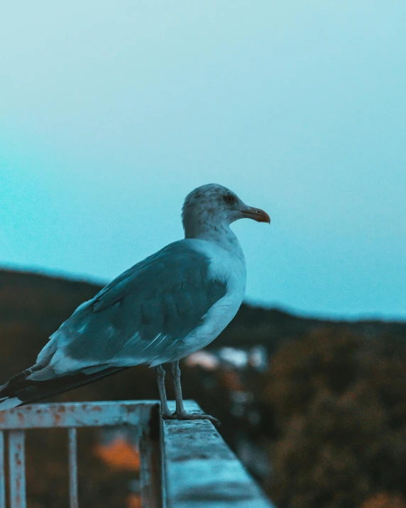 a blue bird sitting on top of a metal rail