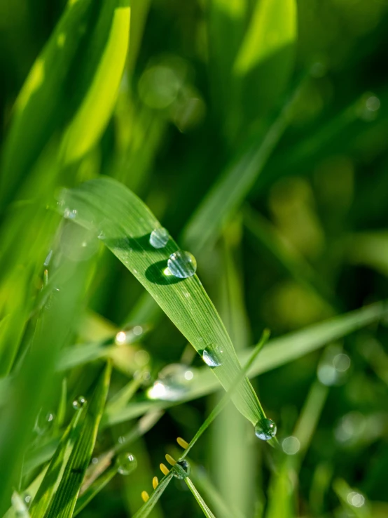 dew drops on the green blades of a plant