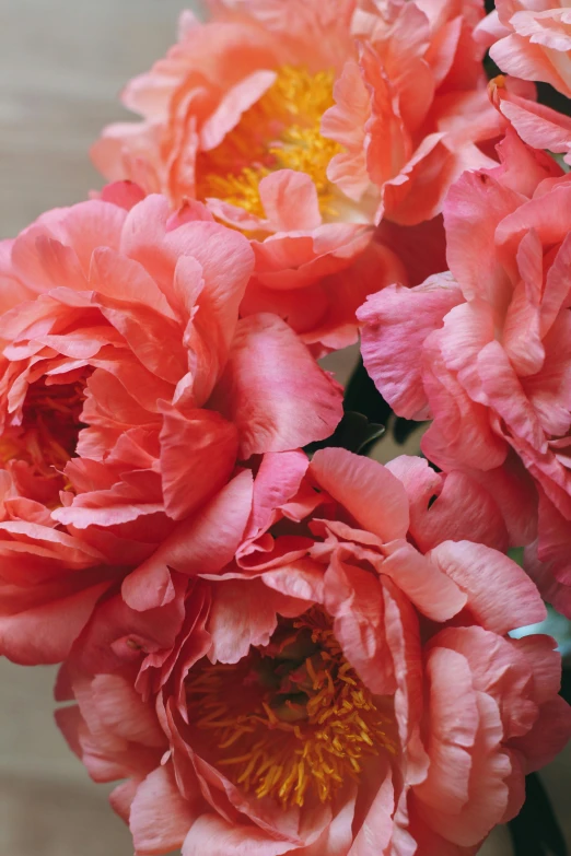 pink carnations are growing from the stem