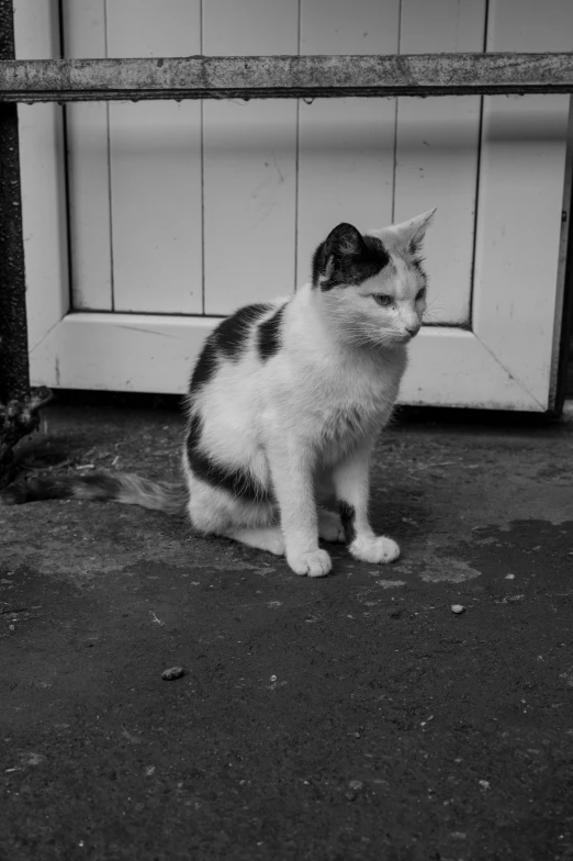 a small cat sitting by the door, staring away