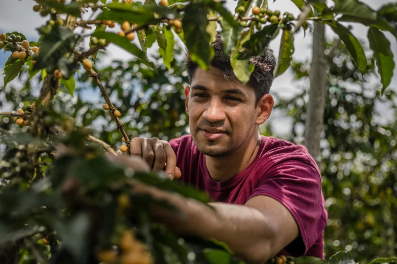 a man holds out his hand to pick coffee beans from the tree